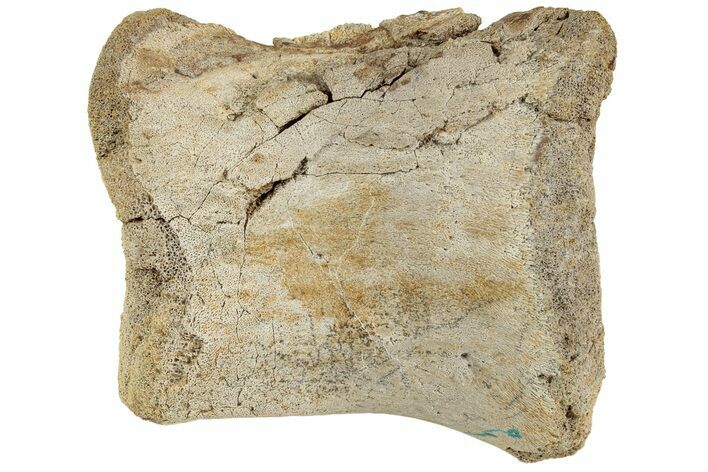 Hadrosaur (Edmontosaurus) Phalanx (IV - ) - Wyoming #229749